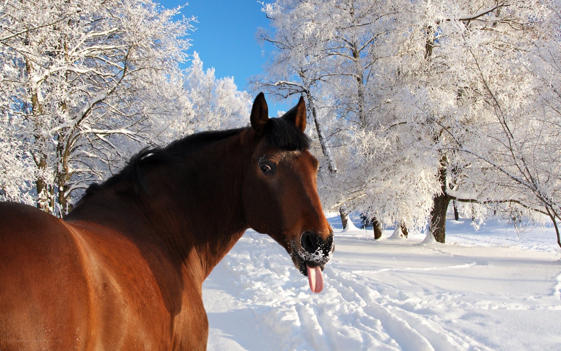 horse in snowy forest