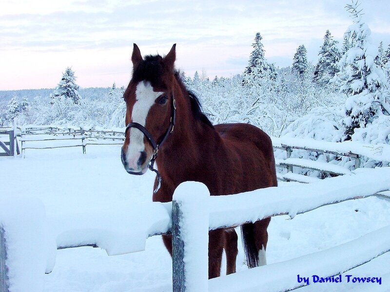 Horse in snowy landscape