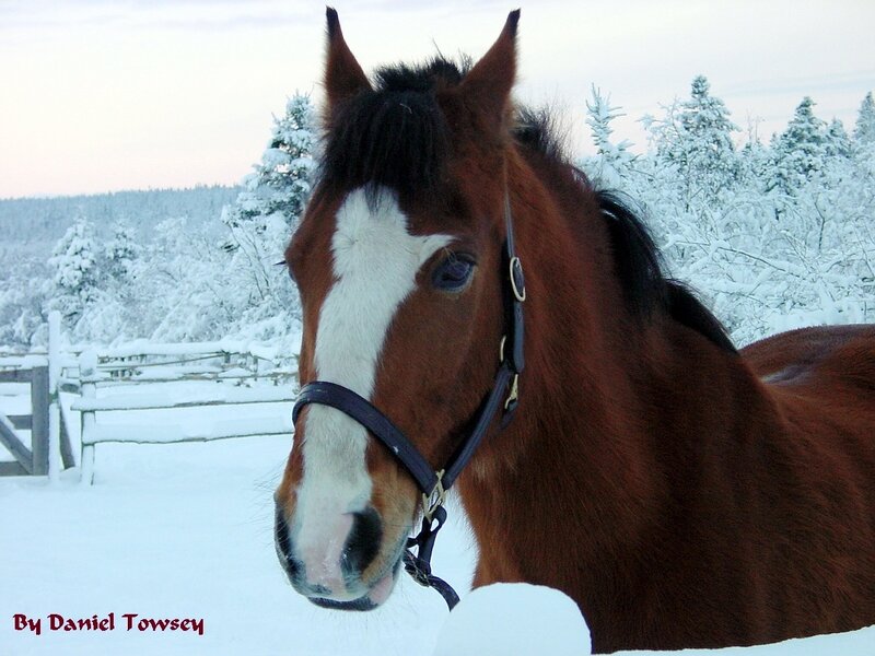 horse in snowy landscape
