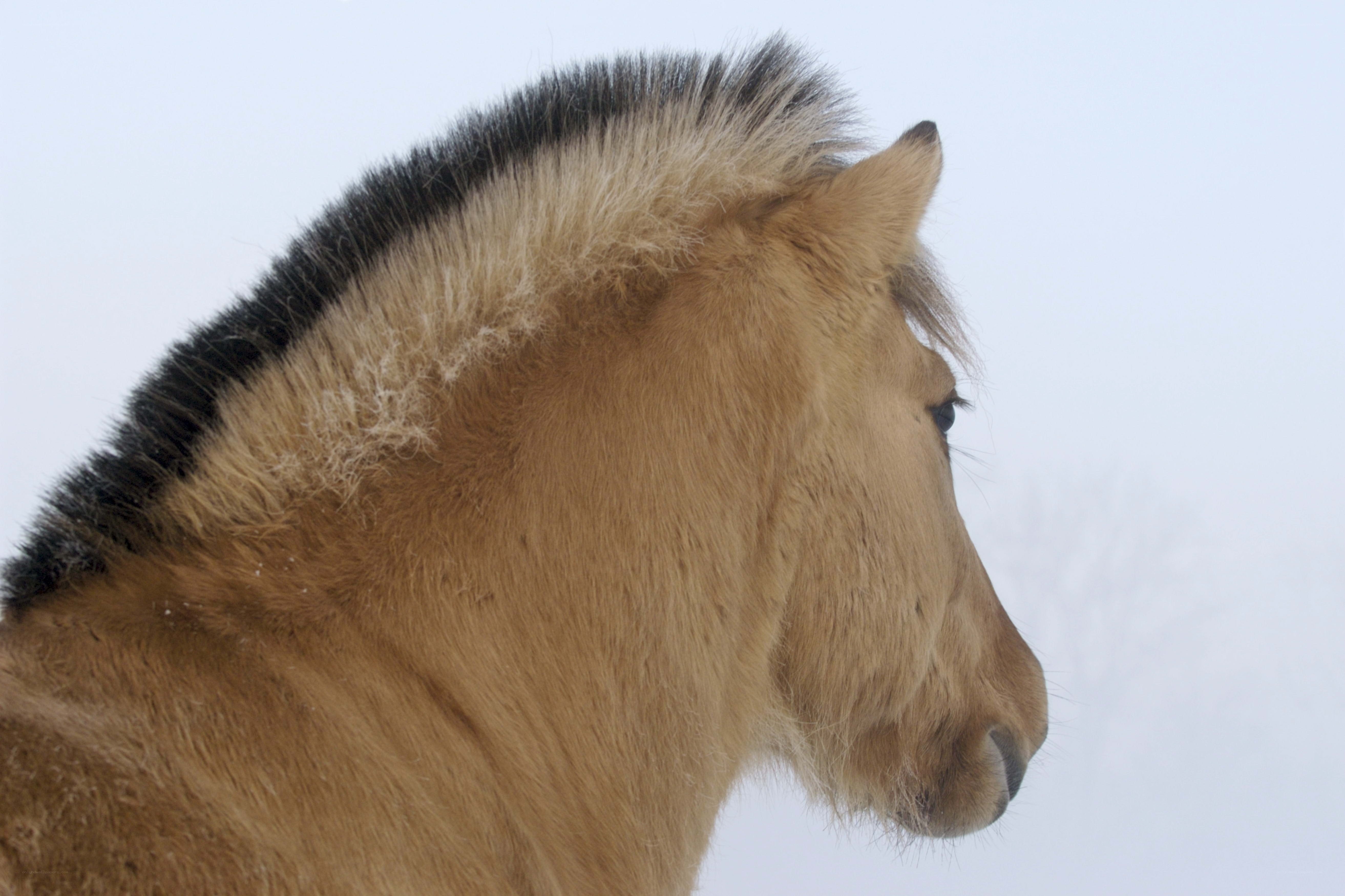 horse in snowy landscape