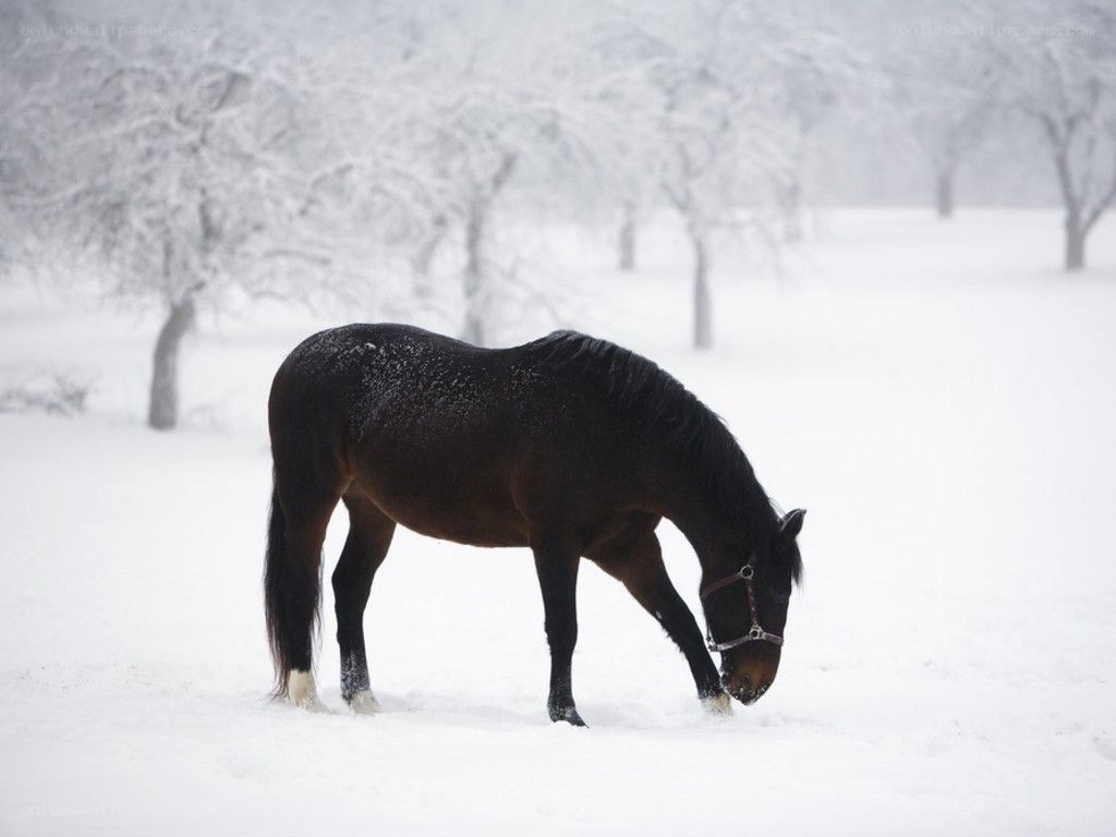 horse in snowy landscape