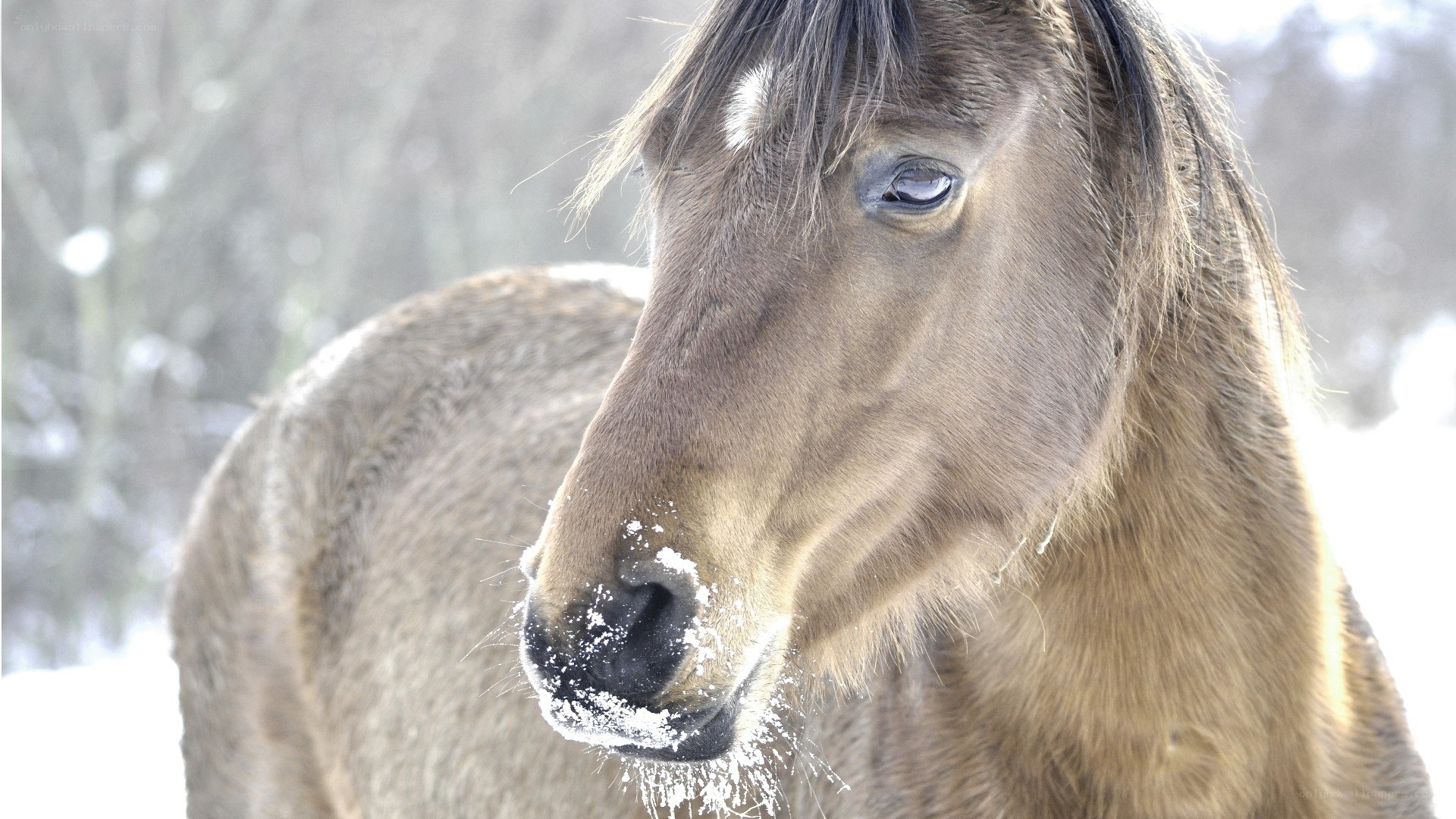 horse in snowy landscape