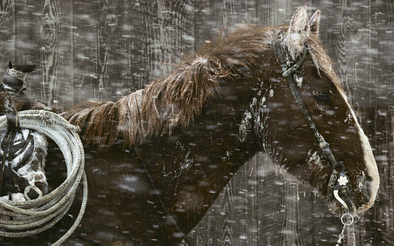 horse in snowy weather