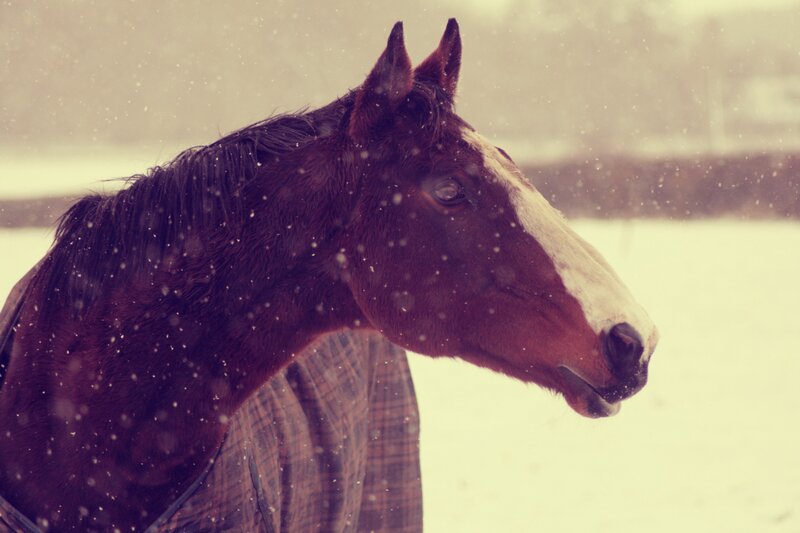 horse in snowy weather