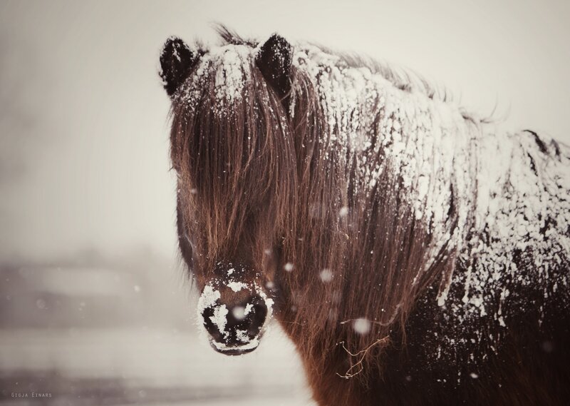 horse in snowy weather