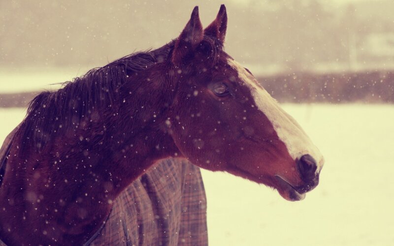horse in snowy weather