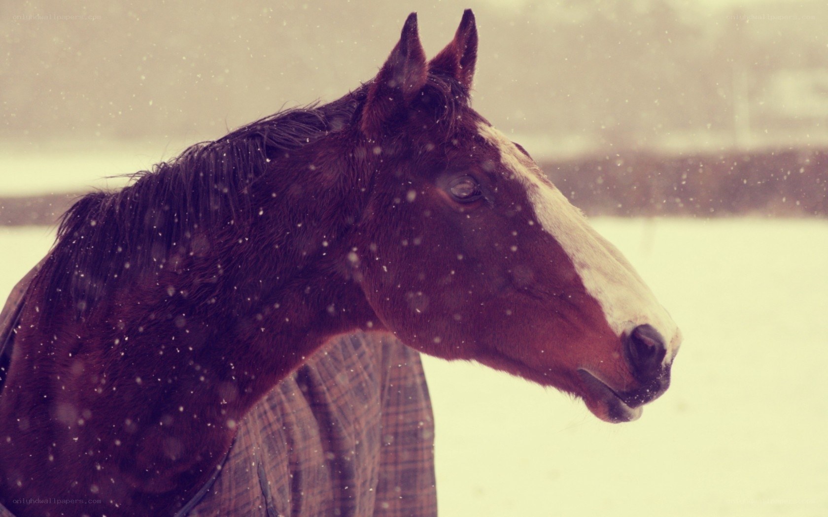 horse in snowy weather