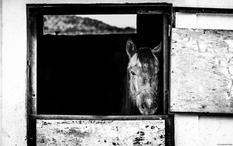 Horse in Stable — Black, Dramatic