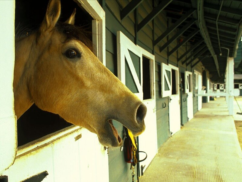 Horse in Stable — Brown, Calm