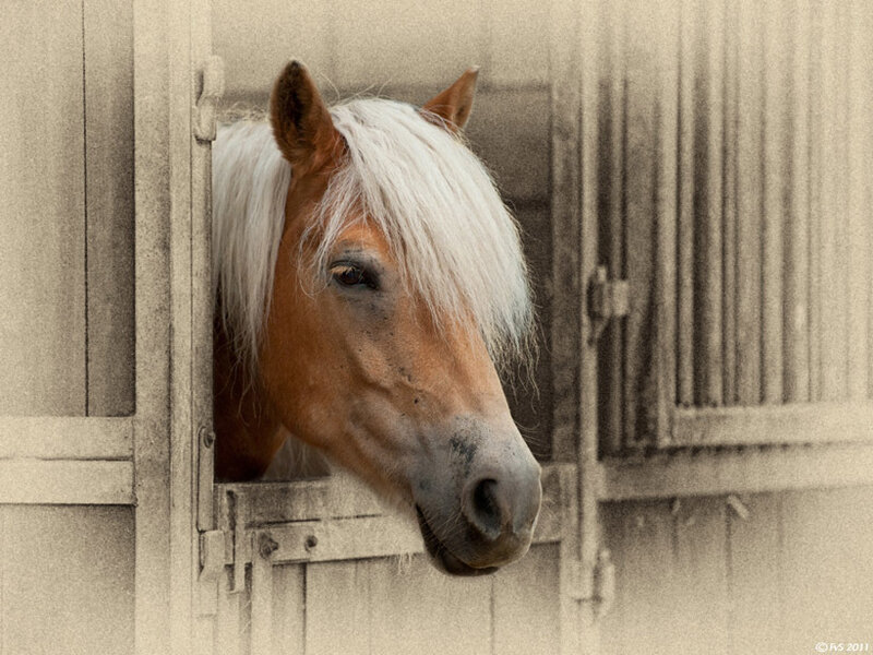 Horse in Stable — Brown