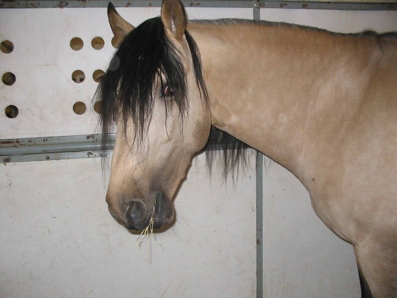 Horse in Stable — Tan