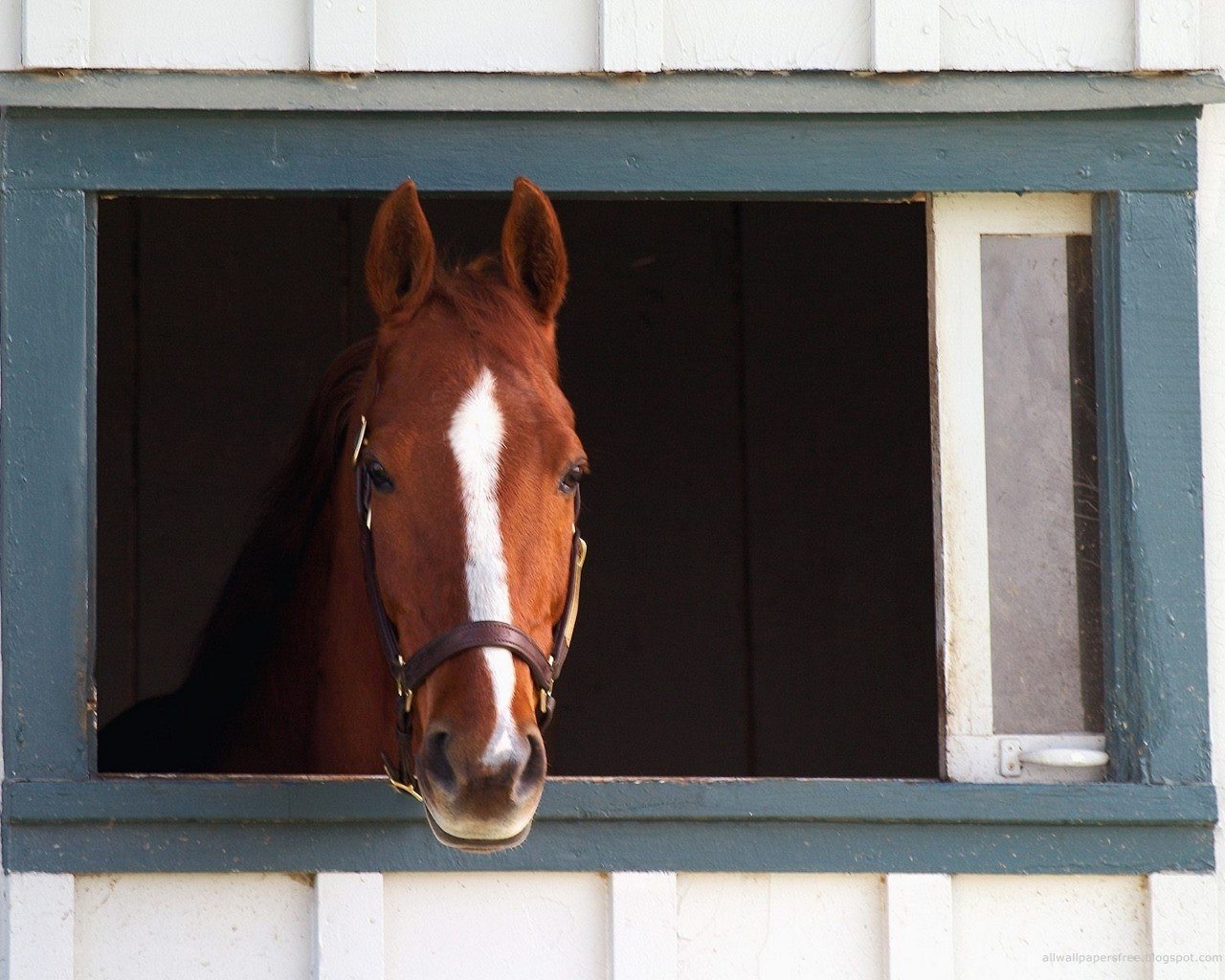 horse in stable window