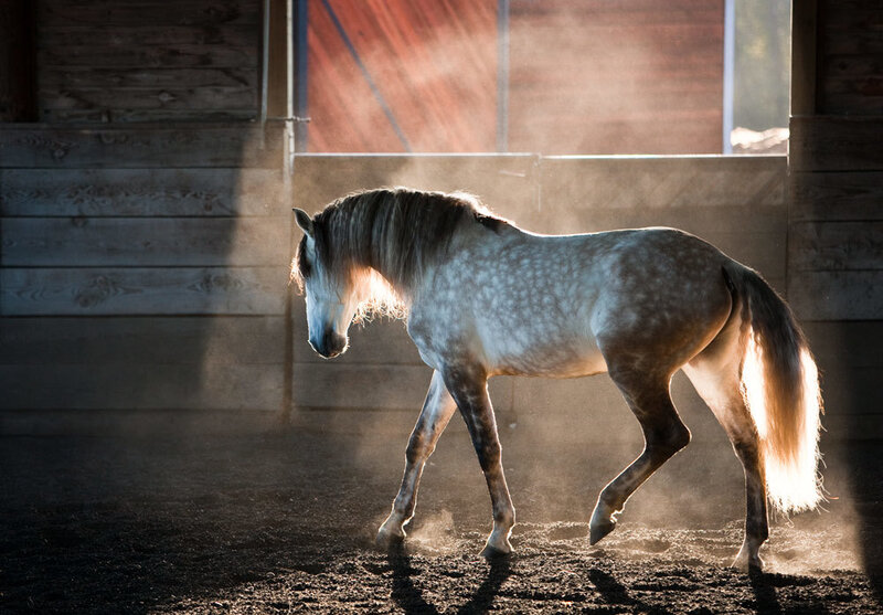 horse in sunlit stable
