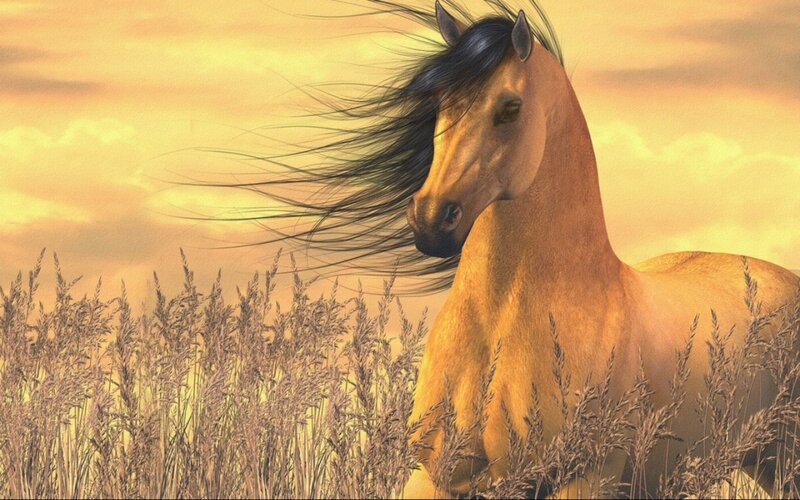Horse in Tall Grass
