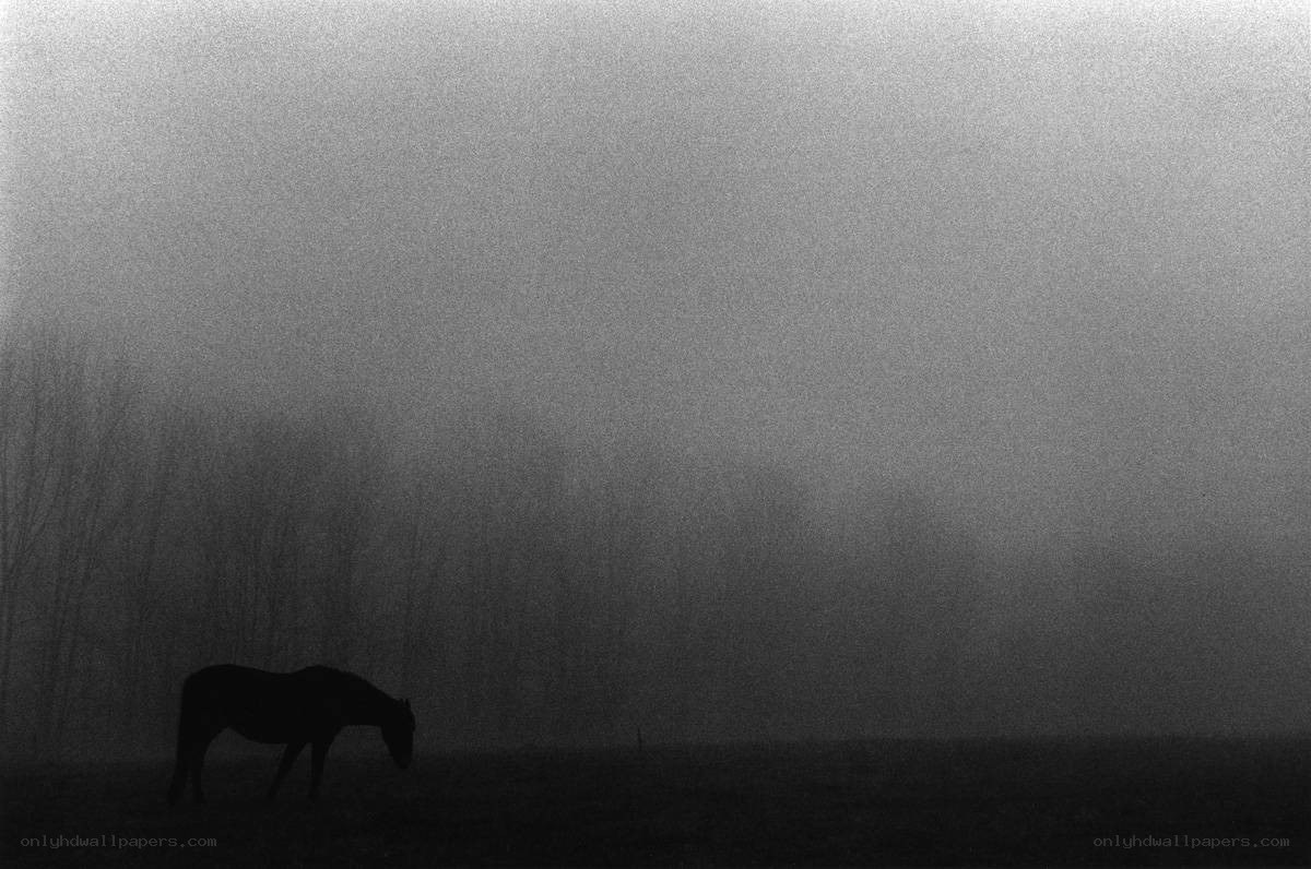 Horse in the Fog