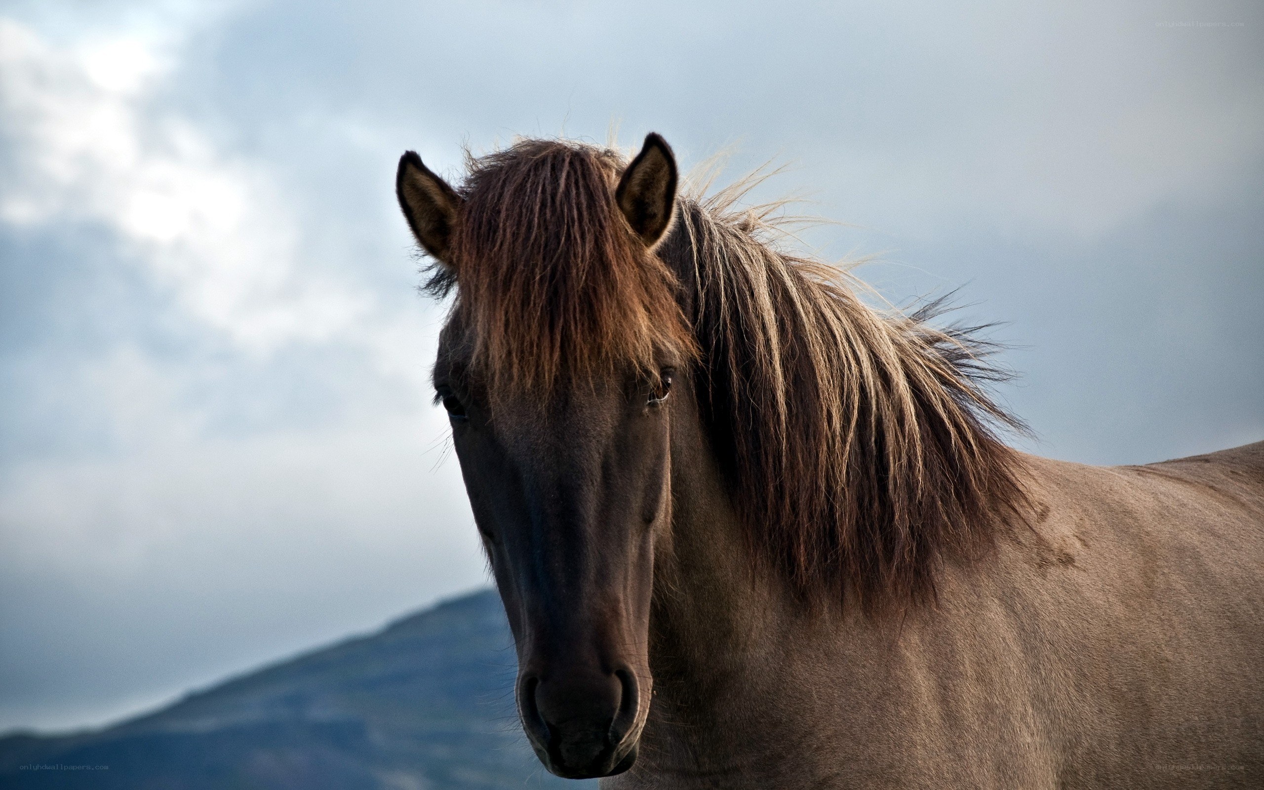 horse in the wind