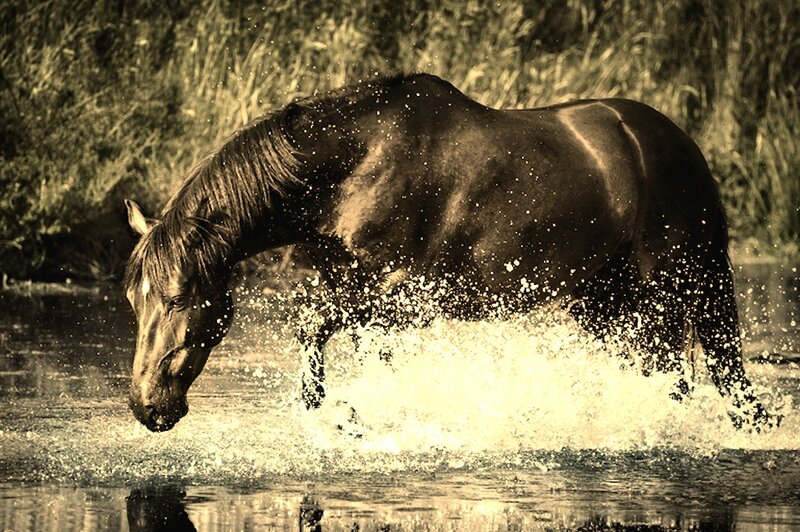 Horse in Water — Brown