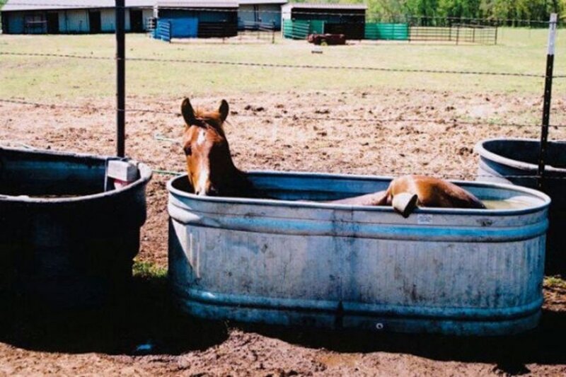 Horse in Water Trough