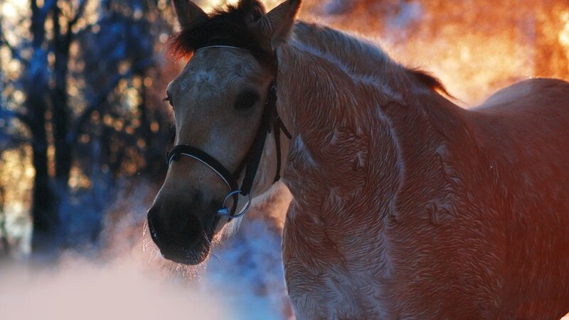 Horse in Winter — Brown, Dramatic, Photograph, Trees