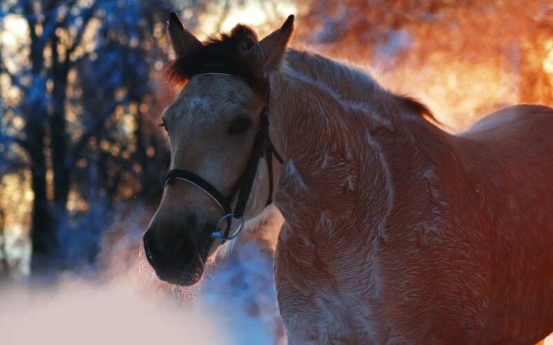 Horse in Winter — Brown, Dramatic