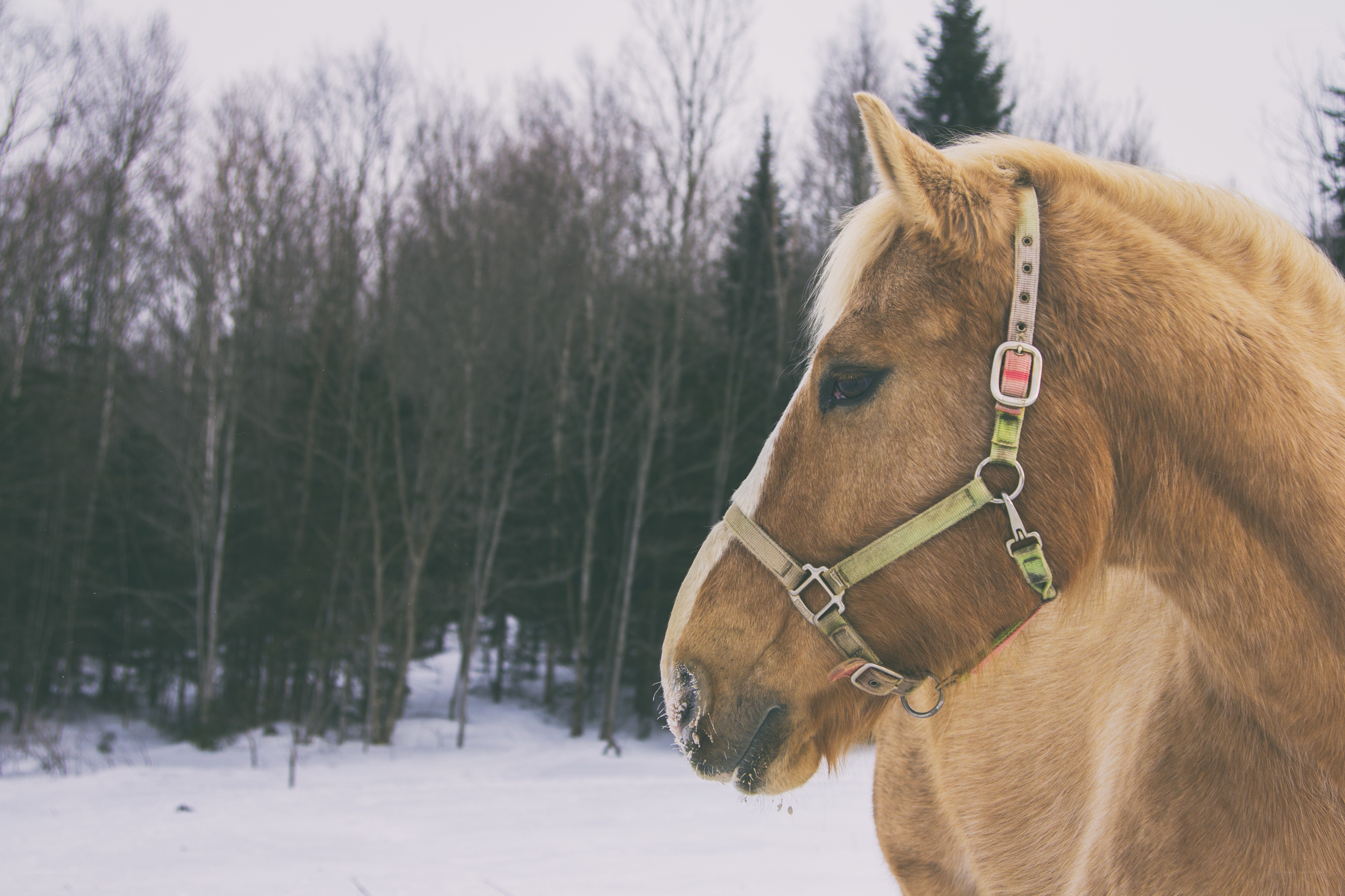 horse in winter landscape