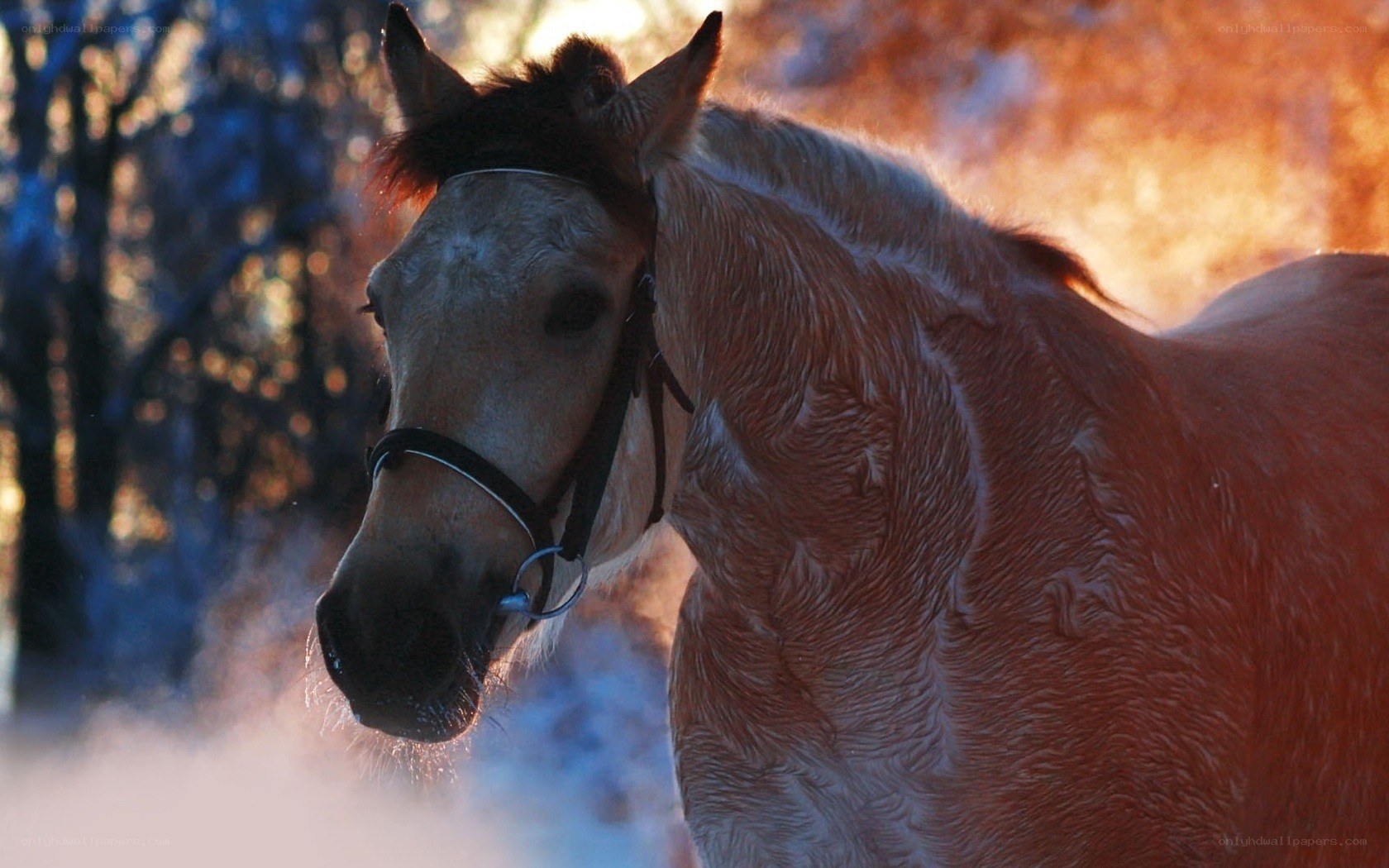 horse in winter sunlight