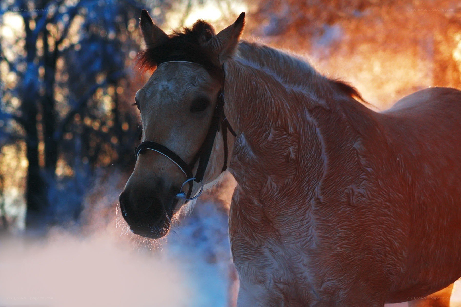 horse in winter sunlight