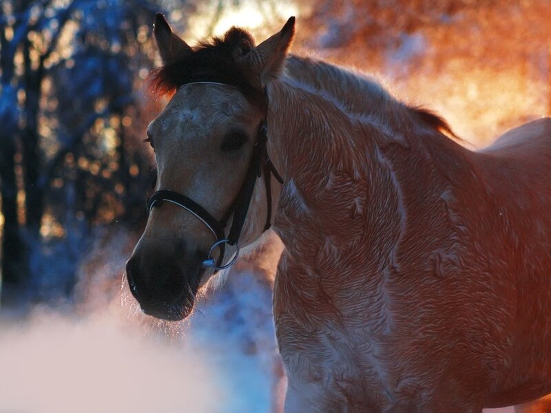 Horse in Winter