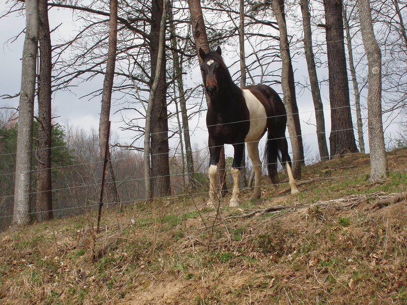 horse in wooded enclosure