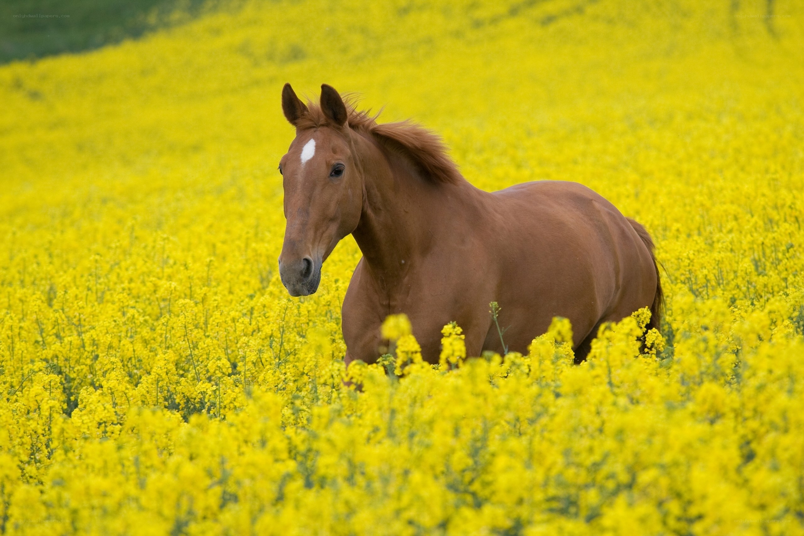 horse in yellow flower field