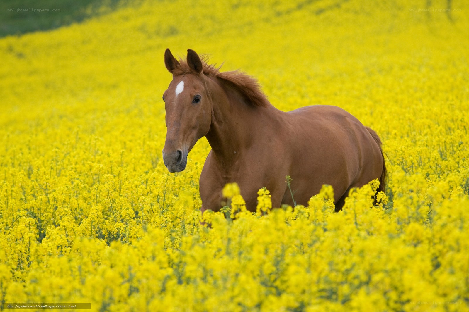 horse in yellow flower field