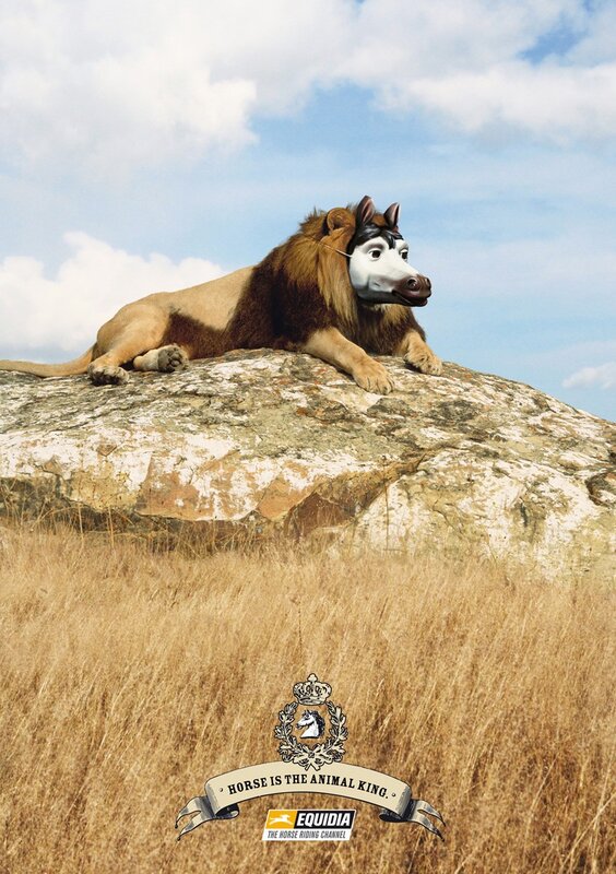 horse is the animal king