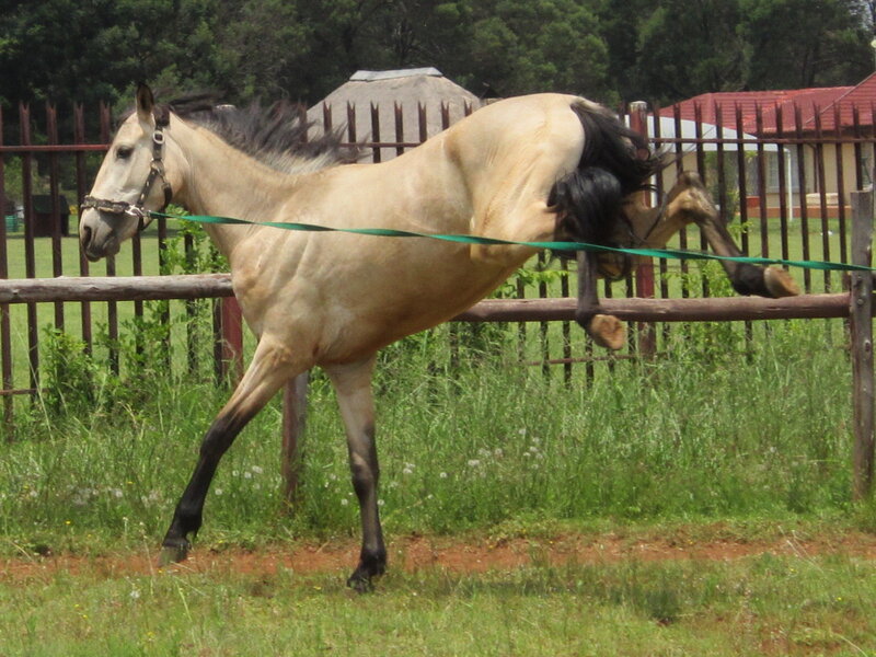 Horse Jumping Fence