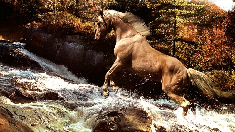 Horse Jumping in River