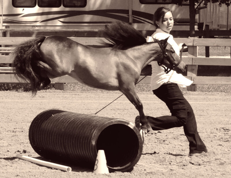 Horse Jumping over Barrel