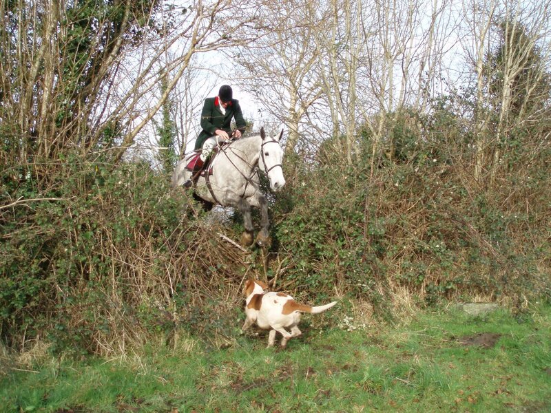 Horse jumping over hedge