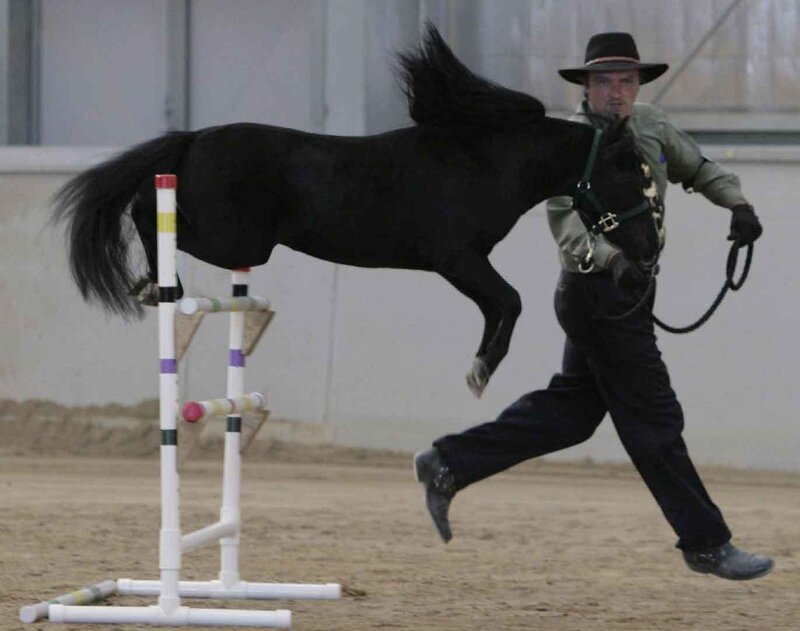 horse jumping over hurdle