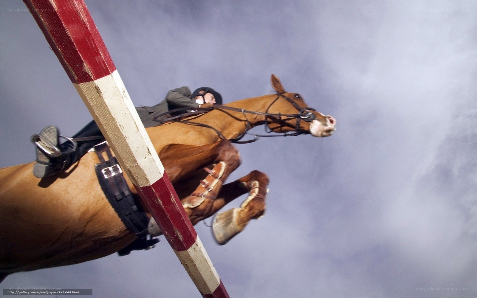 Horse jumping over hurdle