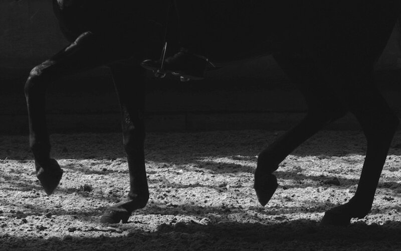 Horse Legs in Motion