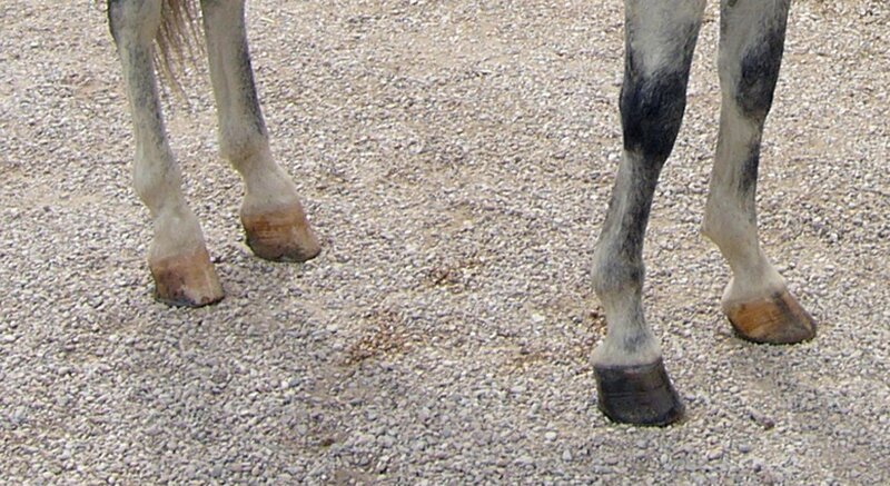 horse legs on gravel