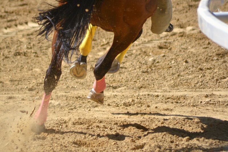 Horse Legs Running