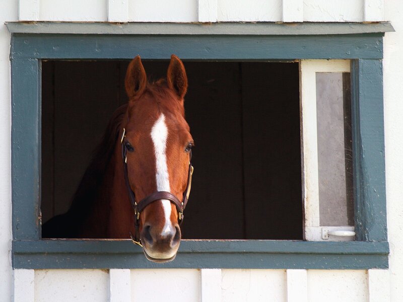 horse looking out of stable window