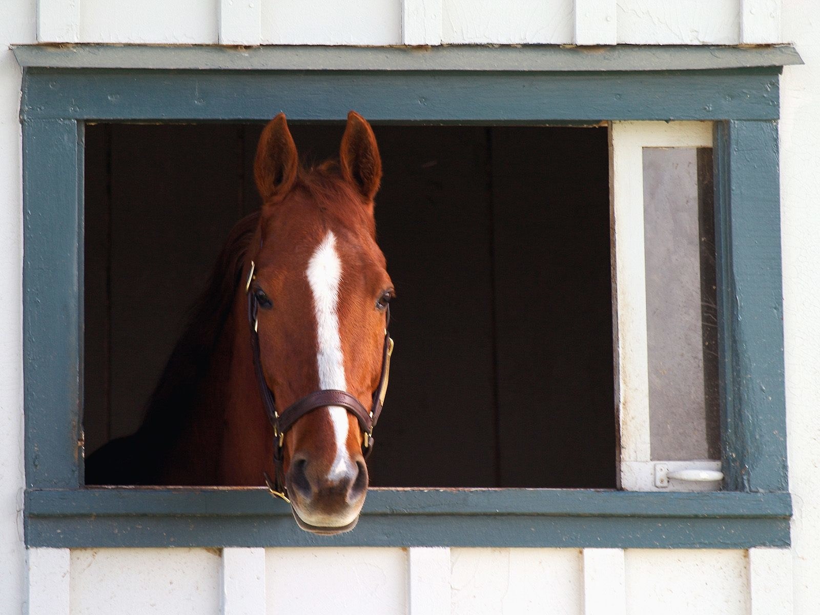 horse looking out of stable window