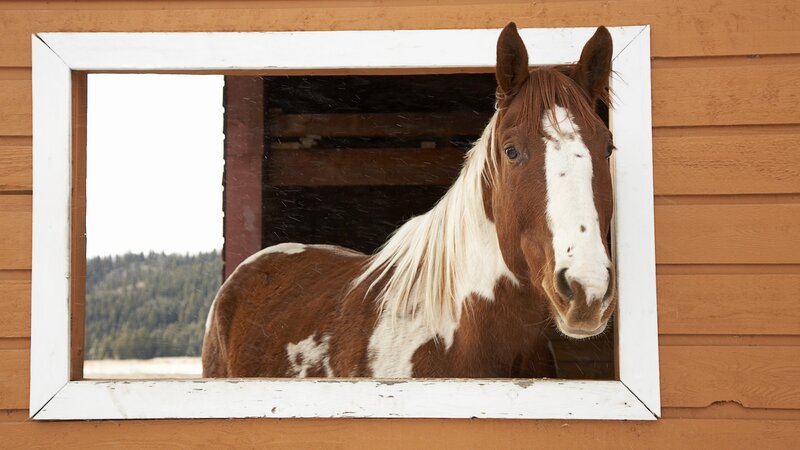 horse looking out of window