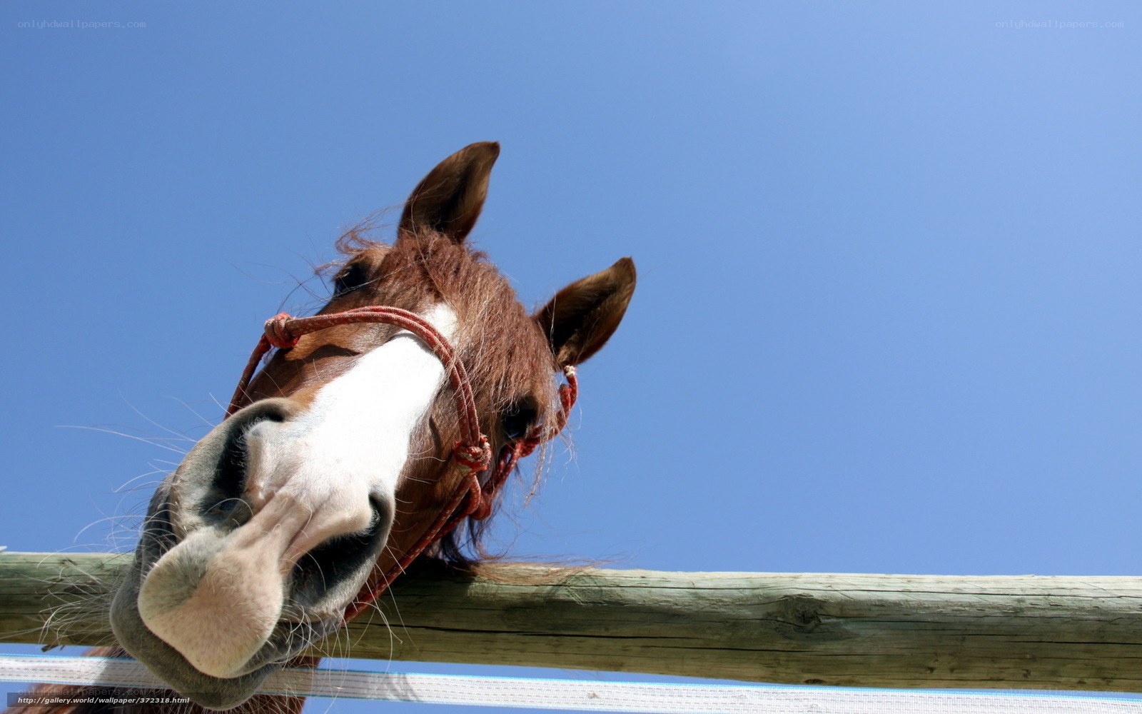 horse looking over fence