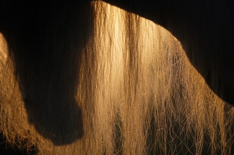 Horse Mane in Sunlight