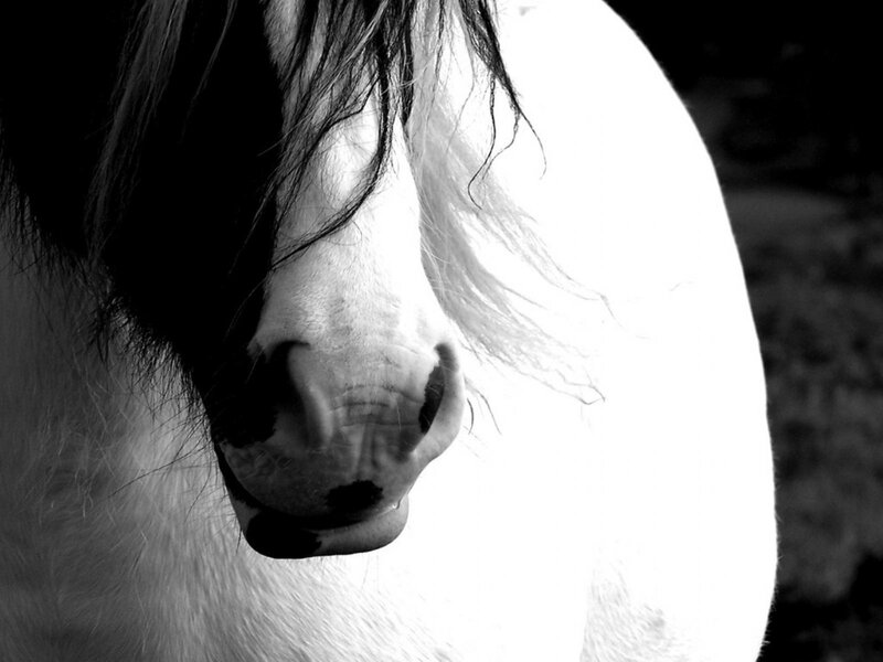 Horse Muzzle Close-up