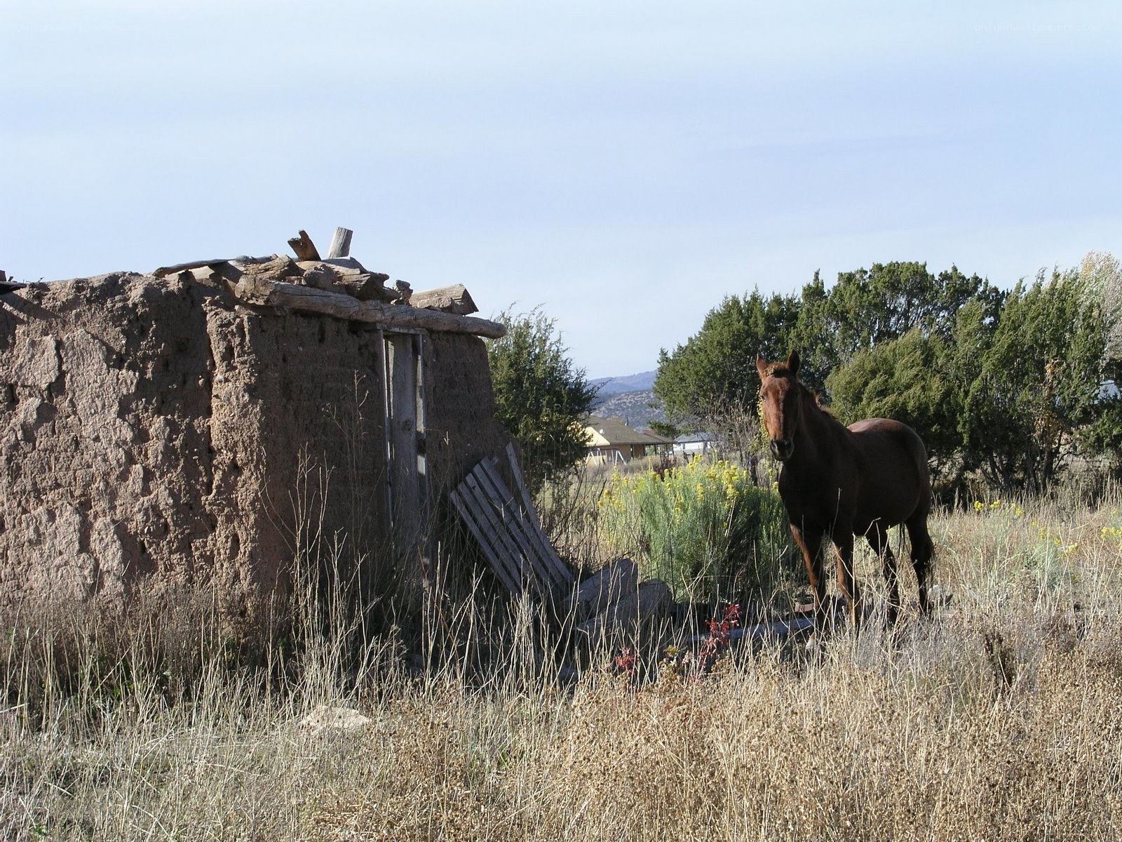 horse near adobe hut