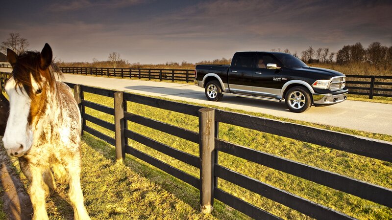 Horse Near Fence