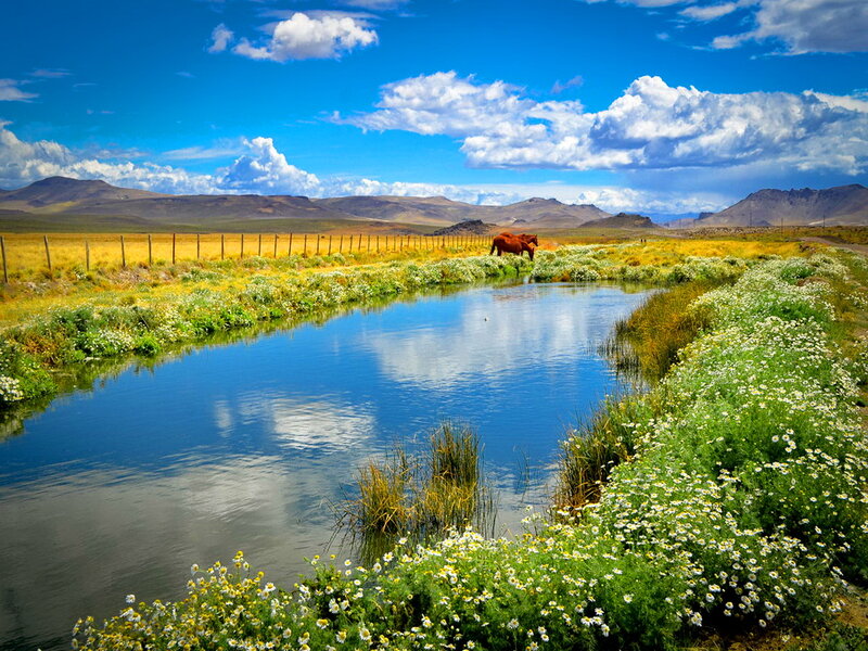 Horse Near River